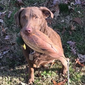 Meet your Posher, Timothy